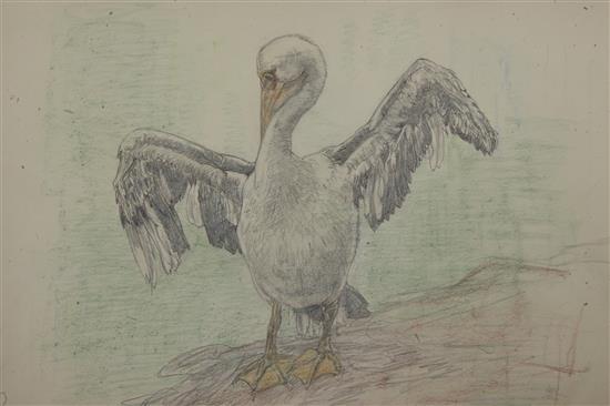 § Austin Osman Spare (1888-1956) Study of a pelican 8 x 13in. unframed